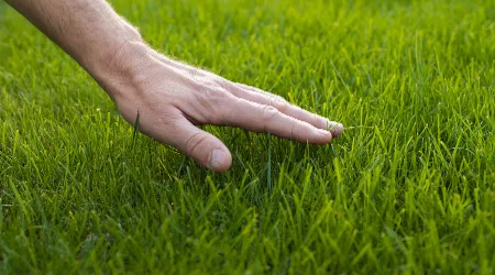 Lawn Fertilization Services